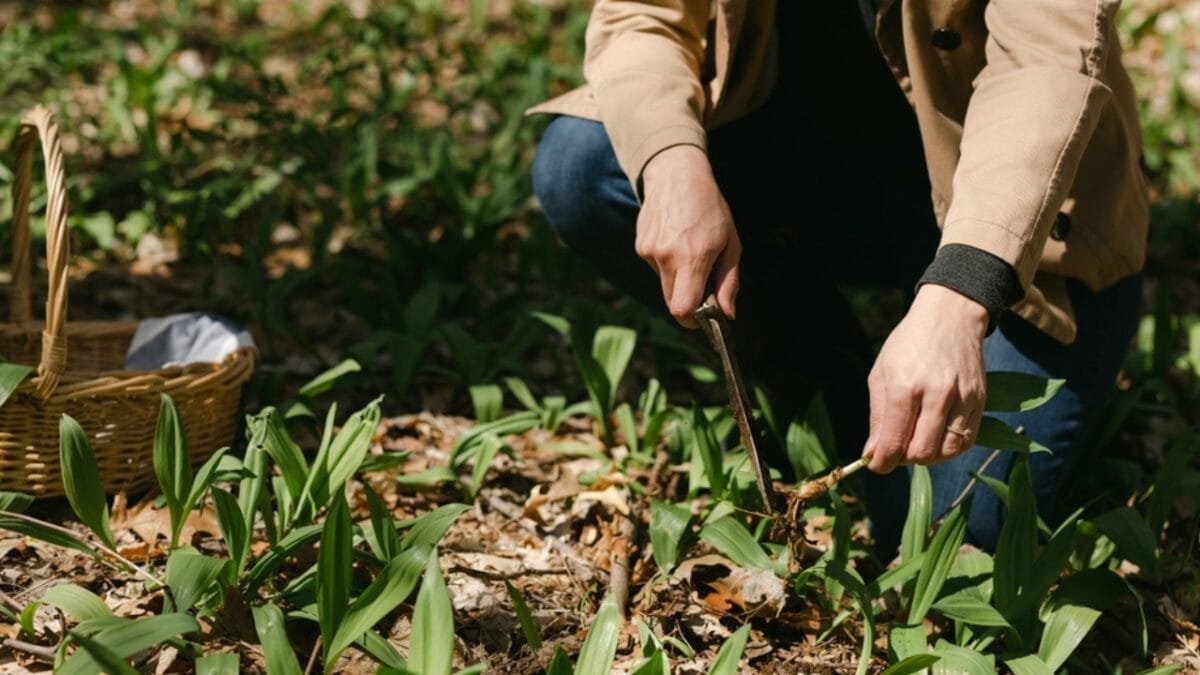 Homesteading without Land: 19 Ways to Start Today 5 Homesteading without Land: 19 Ways to Start Today - foraging ss2296315821
