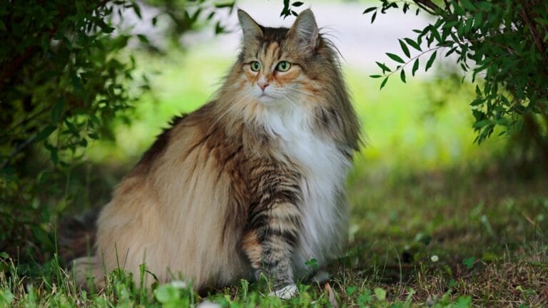 10 Facts About the Norwegian Forest Cat, The Vikings' Favorite Feline 1 10 Facts About the Norwegian Forest Cat, The Vikings' Favorite Feline - forest cat ss780456910