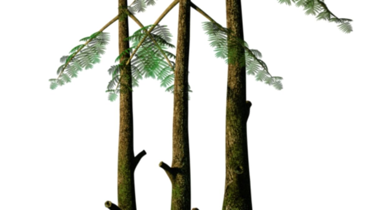 The World's Oldest Forest is Just a Stone's Throw from NYC 4 The World's Oldest Forest is Just a Stone's Throw from NYC - forest wc