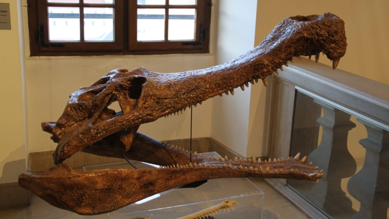 Ancient Predator Found in Nevada Rewrites Triassic Coastal History - fossil ss1624099651