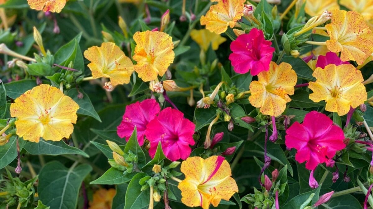 12 Awe-Inspiring Flowers That Bloom Under the Stars at Night 6 12 Awe-Inspiring Flowers That Bloom Under the Stars at Night - four o clocks ss2023507412