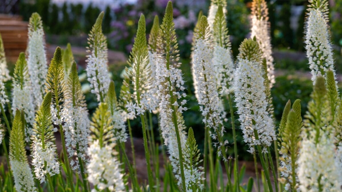 15 Stunning Flowering Bulbs & Tubers for Shady Backyards - foxtail lily dp346399238
