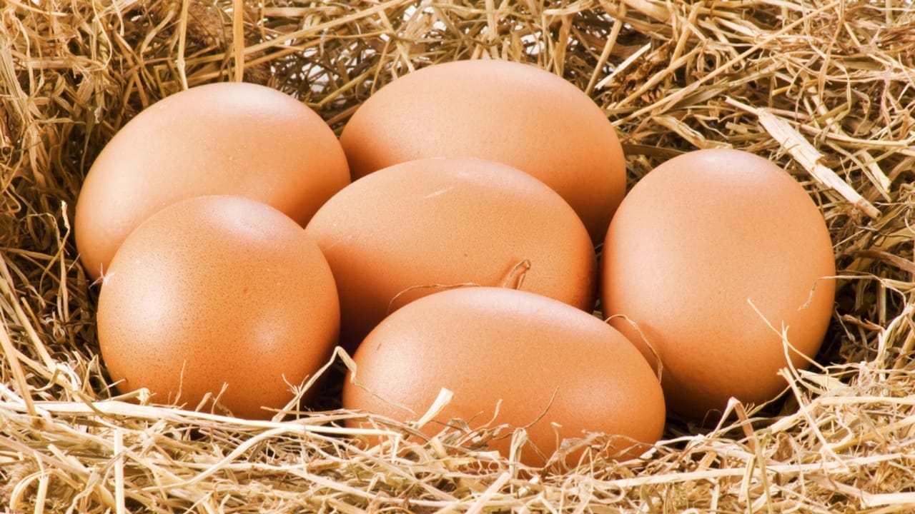 15 Profitable Homestead Side Hustles to Earn an Extra $1,000 Monthly 2 15 Profitable Homestead Side Hustles to Earn an Extra $1,000 Monthly - fresh farm egg dp4572149