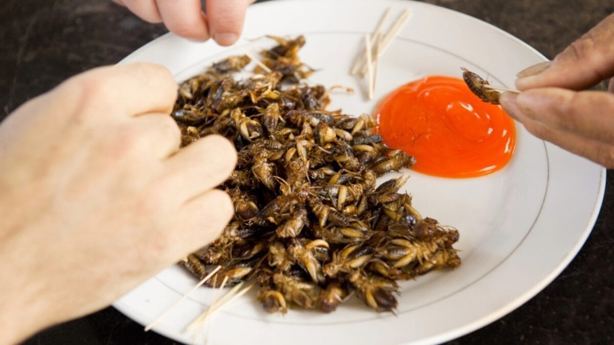 Edible Insects are Gaining Buzz: 7 Things You Should Know 2 Edible Insects are Gaining Buzz: 7 Things You Should Know - fried crickets dp9982486