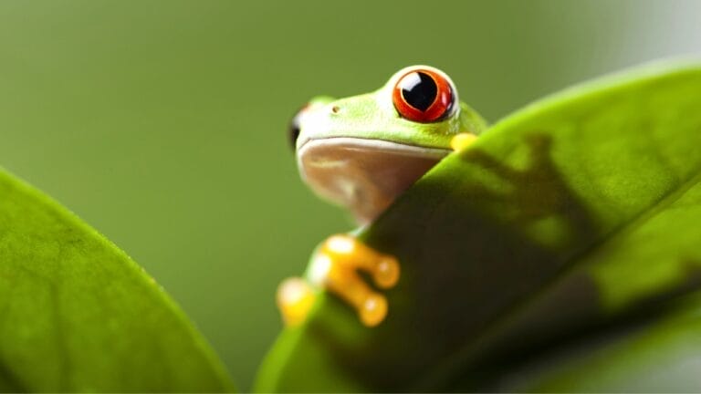 A Virus Could Be the Key to Saving the World's Amphibians from Extinction - frog dp49416001