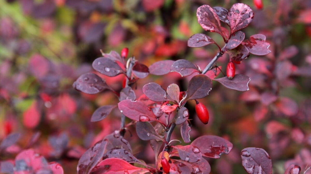 27 Alluring Dark Plants That’ll Make Your Garden Stand Out 16 27 Alluring Dark Plants That’ll Make Your Garden Stand Out - frosted purple blueberry dp258830784