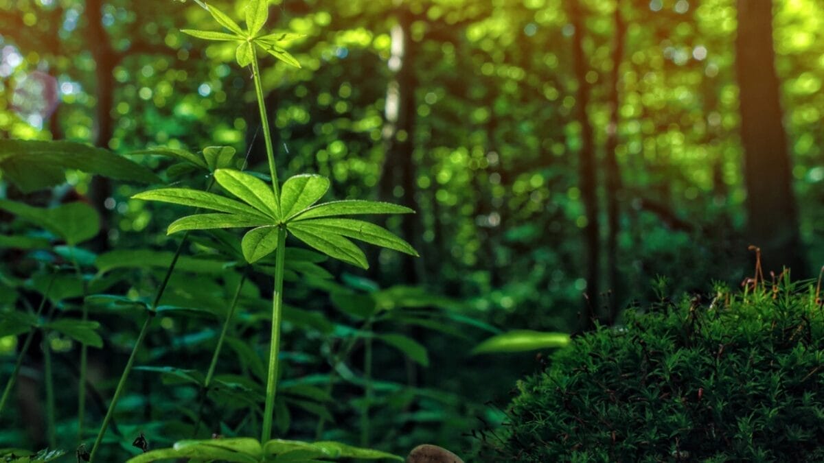 Cleavers: The Medicinal Powerhouse Hiding Among Your Weeds 2 Cleavers: The Medicinal Powerhouse Hiding Among Your Weeds - galium aparine cleavers dp730662126