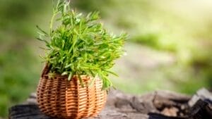 Cleavers: The Medicinal Powerhouse Hiding Among Your Weeds 1 Cleavers: The Medicinal Powerhouse Hiding Among Your Weeds - galium aparine cleavers ss2120264810