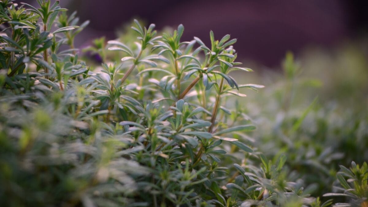 Cleavers: The Medicinal Powerhouse Hiding Among Your Weeds 5 Cleavers: The Medicinal Powerhouse Hiding Among Your Weeds - galium aparine cleaves dp575996458
