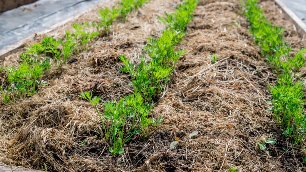 15 Ways to Get Your Garden Frost-Ready Before It’s Too Late 4 15 Ways to Get Your Garden Frost-Ready Before It’s Too Late - garden bed mulched grass clippings ss1441311557