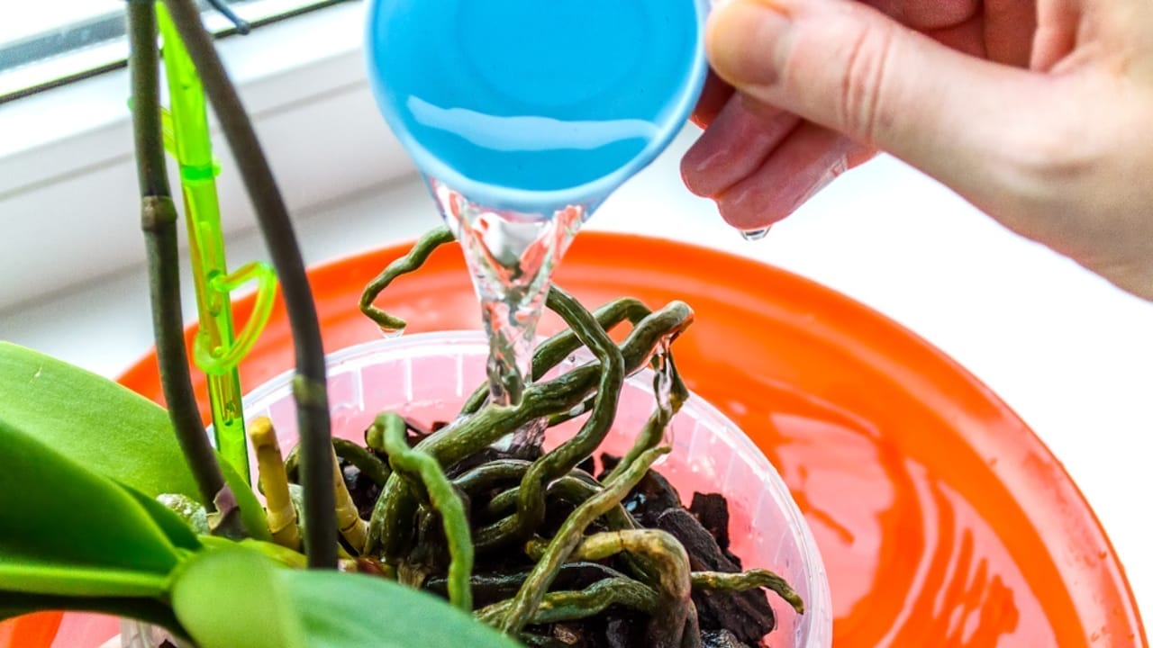 Is It Time to Repot Your Orchid— Here are the Signs to Look For 5 Is It Time to Repot Your Orchid— Here are the Signs to Look For - gardening orchid ss1005804907