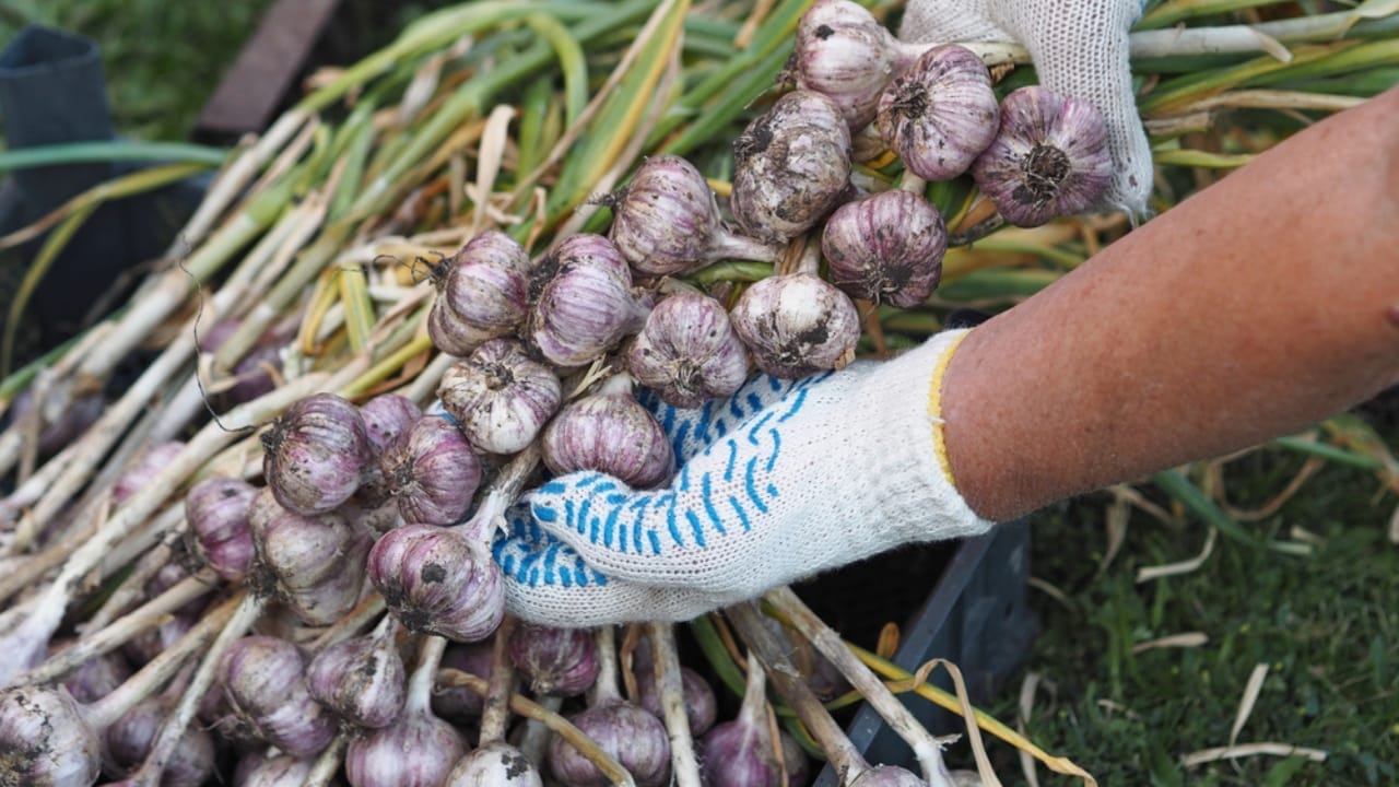 10 of the Best Long-Lasting Edible Perennials for a Bountiful Harvest Year After Year 5 10 of the Best Long-Lasting Edible Perennials for a Bountiful Harvest Year After Year - garlic harvesting ss2013079511