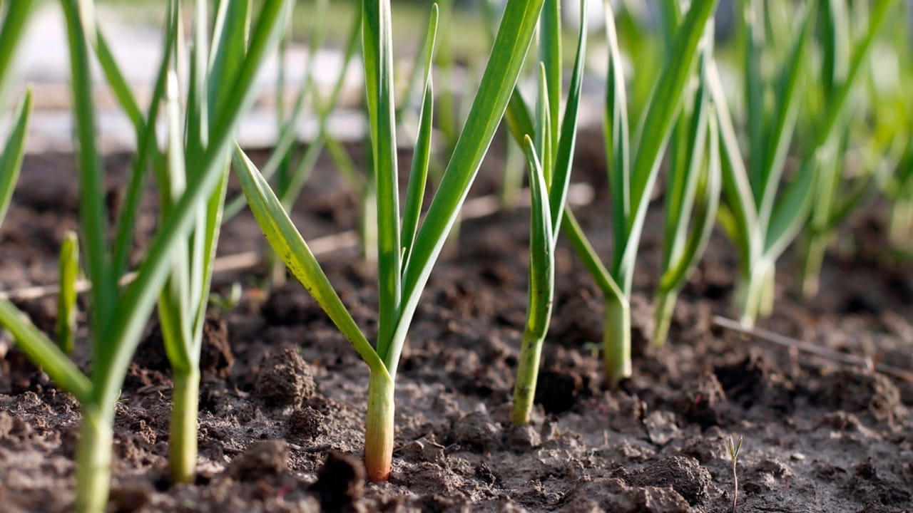 Ditch the Pesticides: 15 Natural Pest-Repelling Plants for a Thriving Garden 12 Ditch the Pesticides: 15 Natural Pest-Repelling Plants for a Thriving Garden - garlic planting dp28802745