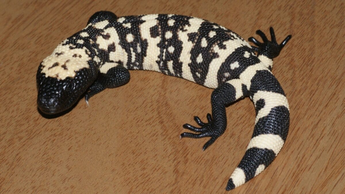 15 of the Most Extreme Animals Roaming Wild in North America - gila monster wc