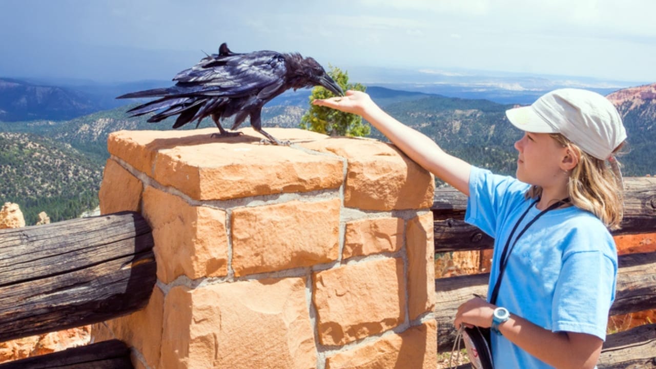 10 Reasons Why It's Illegal to Own a Crow as a Pet - girl with crow ss327158441