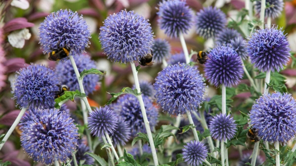 14 Incredible Plants That Will Attract Swarms of Goldfinches 5 14 Incredible Plants That Will Attract Swarms of Goldfinches - globe thistle dp238351232