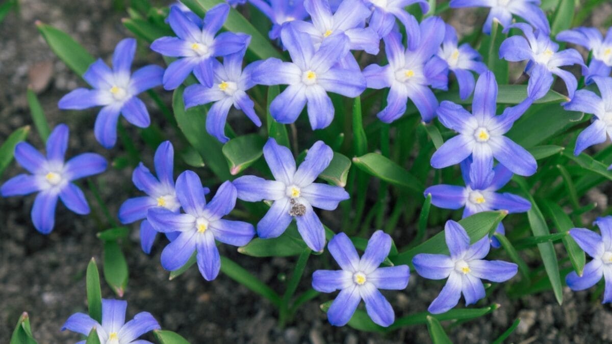 15 Stunning Flowering Bulbs & Tubers for Shady Backyards 5 15 Stunning Flowering Bulbs & Tubers for Shady Backyards - glory of the snow dp565824608