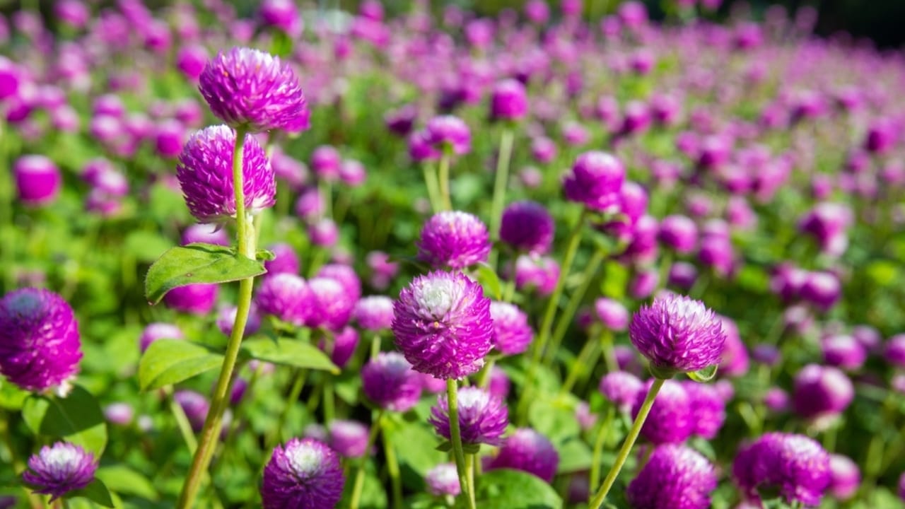 15 Perfect Annuals to Pair with Your Late Summer Mums 13 15 Perfect Annuals to Pair with Your Late Summer Mums - gomphrena ss2113491749