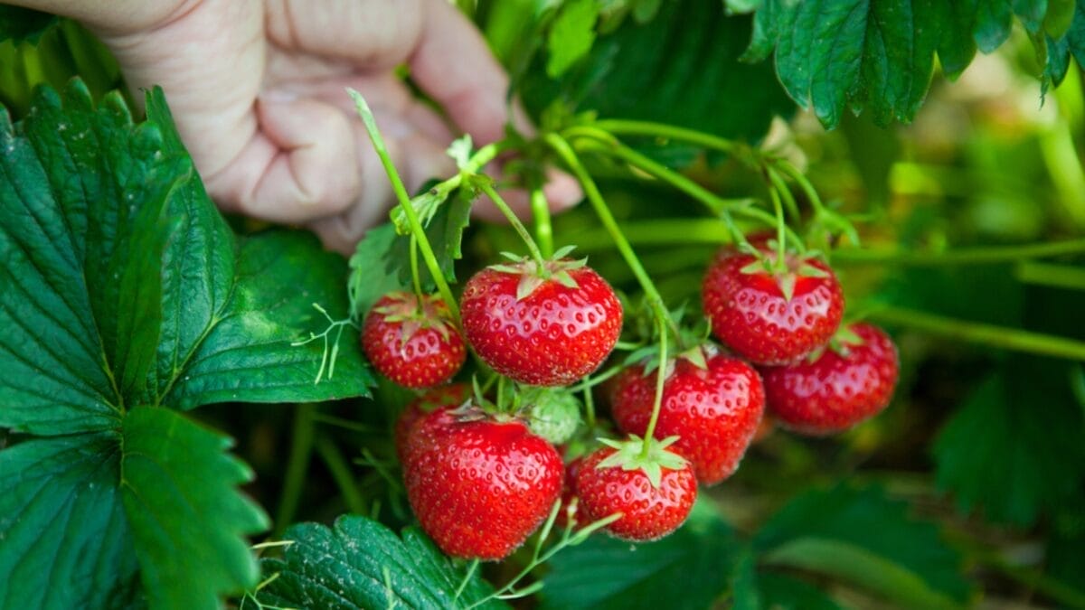 How to Harvest Fresh, Mouthwatering Strawberries in 10 Easy Steps - grasping stem strawberry dp5339601