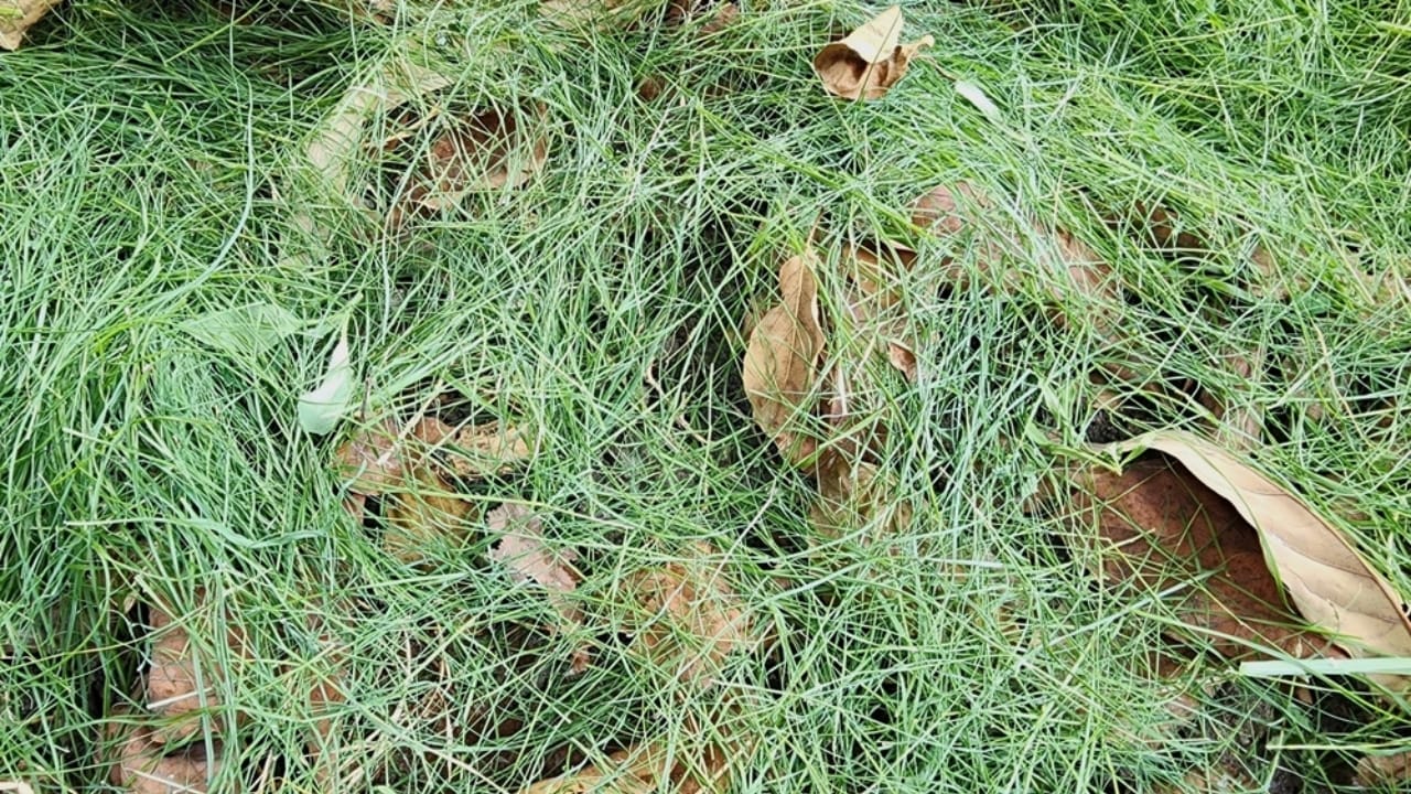 Leftover Grass? 10 Clever Ways to Repurpose It 2 Leftover Grass? 10 Clever Ways to Repurpose It - grass clippings and dry leaves ss2487135479