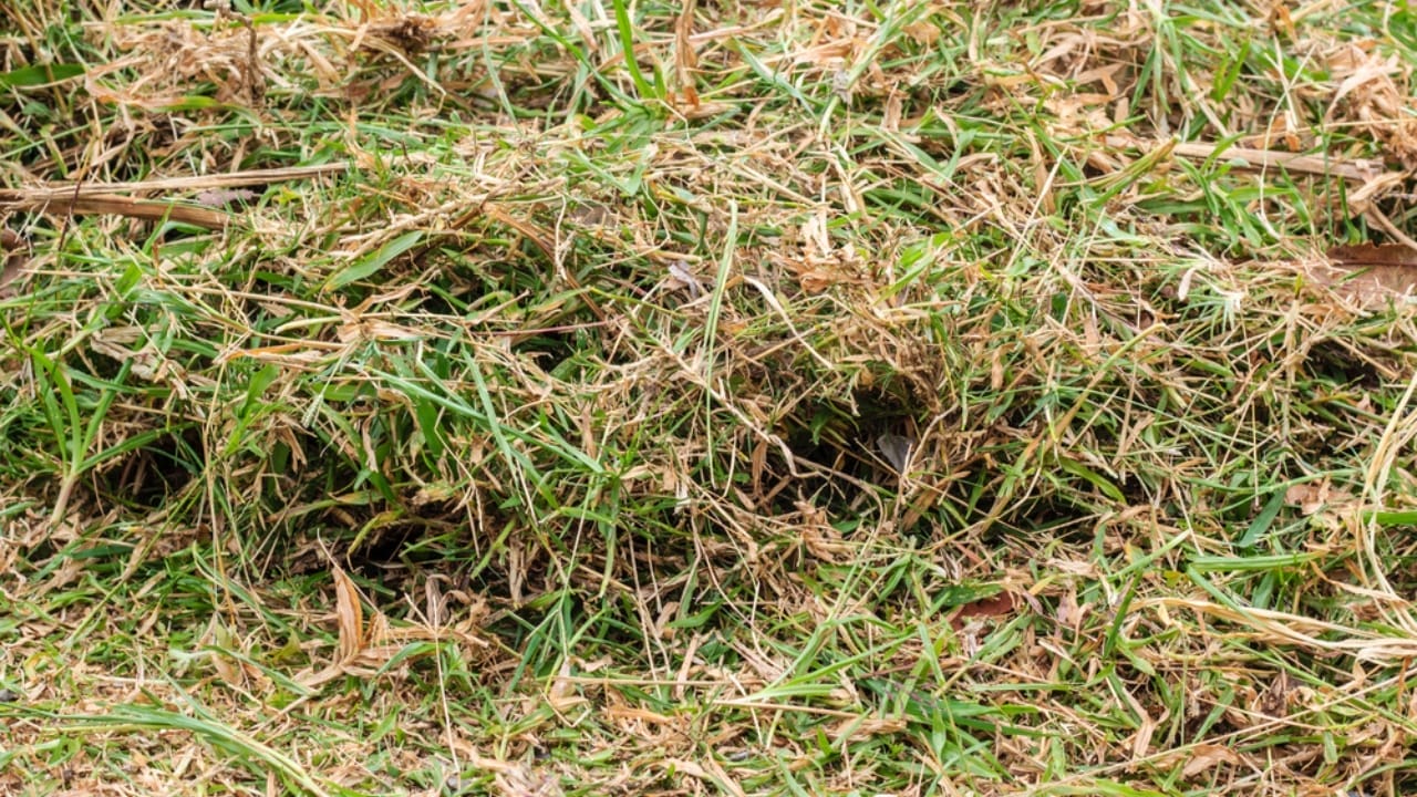 Leftover Grass? 10 Clever Ways to Repurpose It 8 Leftover Grass? 10 Clever Ways to Repurpose It - grass clippings dp85424658