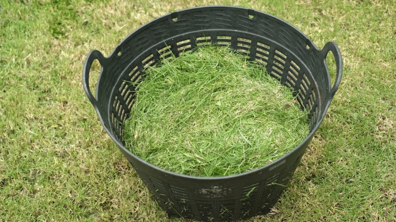 Leftover Grass? 10 Clever Ways to Repurpose It 6 Leftover Grass? 10 Clever Ways to Repurpose It - grass clippings in basket ss2382927121