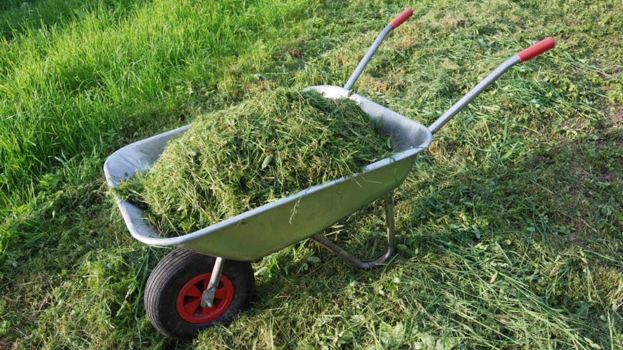 18 DIY Chicken Feed Ideas to Boost Egg Nutrition — No Store-Bought Feed Needed - grass clippings on wheelbarrow dp3701196