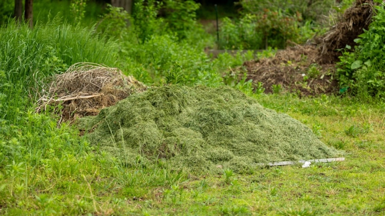 Leftover Grass? 10 Clever Ways to Repurpose It 5 Leftover Grass? 10 Clever Ways to Repurpose It - grass clippings ss2469034909