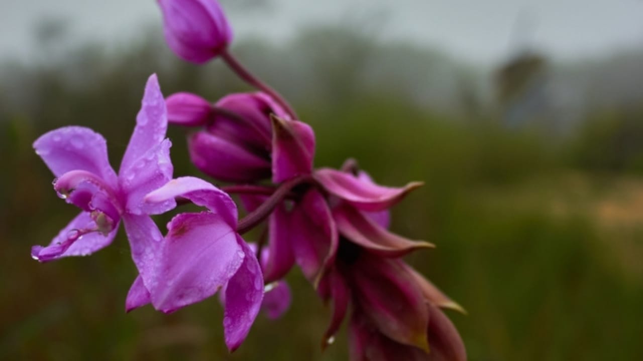 Bring the Tropics to Cold Climates with These 11 Exotic-Looking Plants 6 Bring the Tropics to Cold Climates with These 11 Exotic-Looking Plants - grass pink orchid ss2374470697