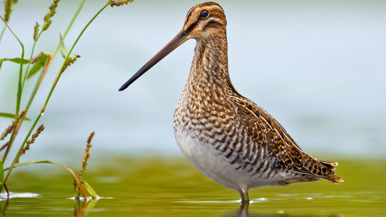 80% of Bird Species Struggle Under Intense Human Impact 5 80% of Bird Species Struggle Under Intense Human Impact - great snipe bird ss1620638449