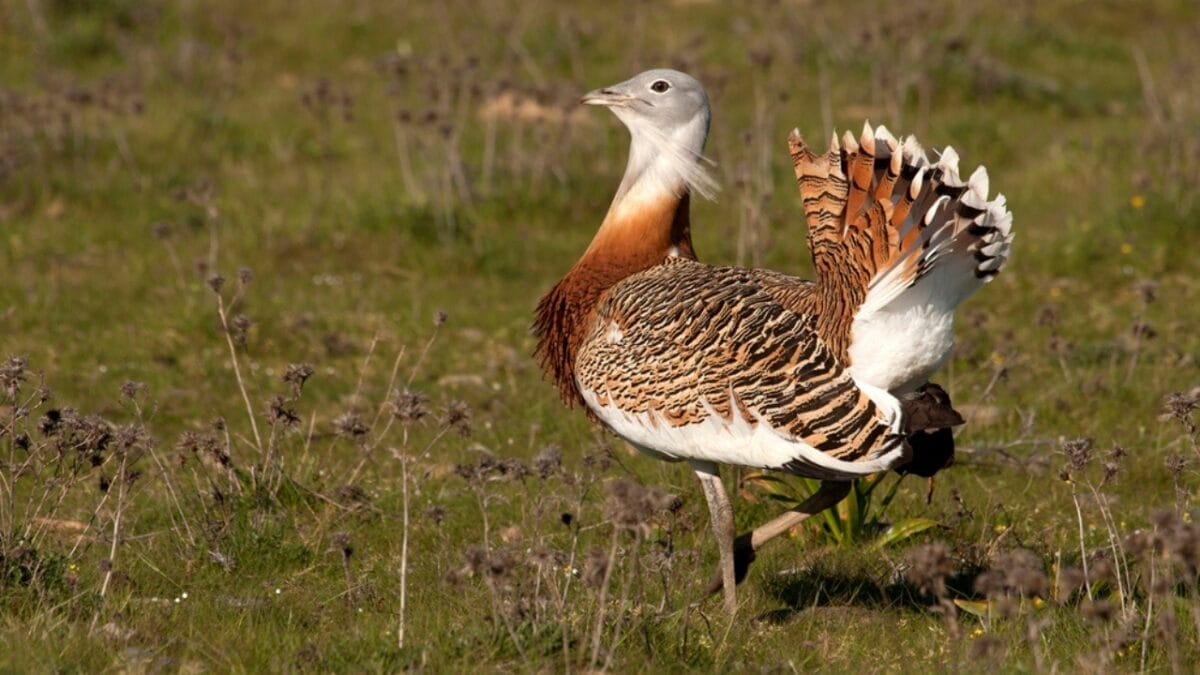 The World's Heavyweight Champion of Flying Birds, Weighing as Much as 4-Gallons of Paint 4 The World's Heavyweight Champion of Flying Birds, Weighing as Much as 4-Gallons of Paint - great bustard dp224675886