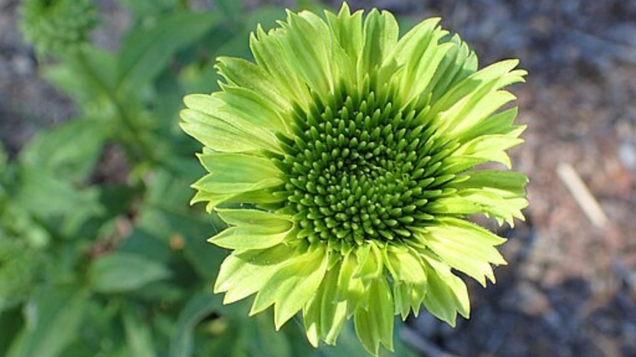 35 Stunning Coneflowers to Brighten Your Garden & How to Keep Them Thriving 9 35 Stunning Coneflowers to Brighten Your Garden & How to Keep Them Thriving - greenline echinacea wc