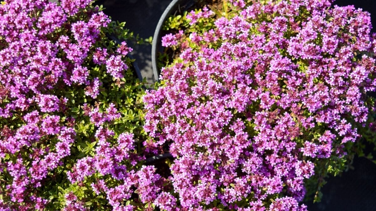 7 Simple Steps to Transform Your Grass Lawn into a Fragrant Red Creeping Thyme Carpet 4 red creeping thyme