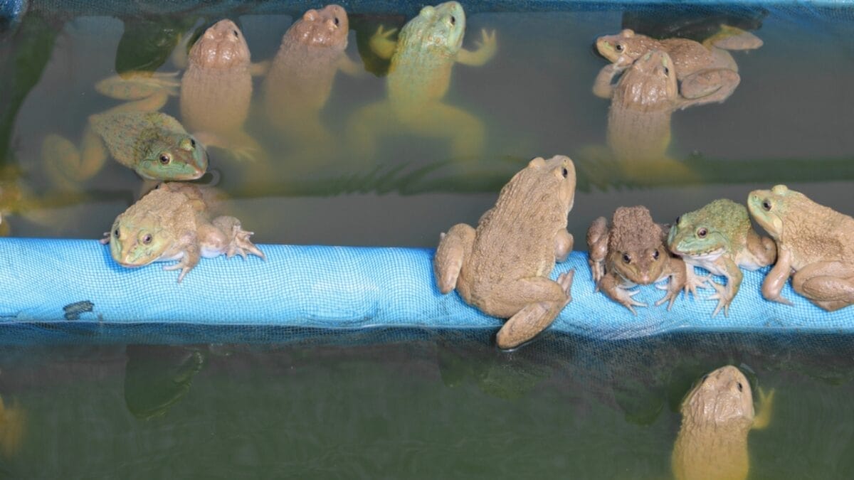 A Virus Could Be the Key to Saving the World's Amphibians from Extinction - group of frog dp182385588