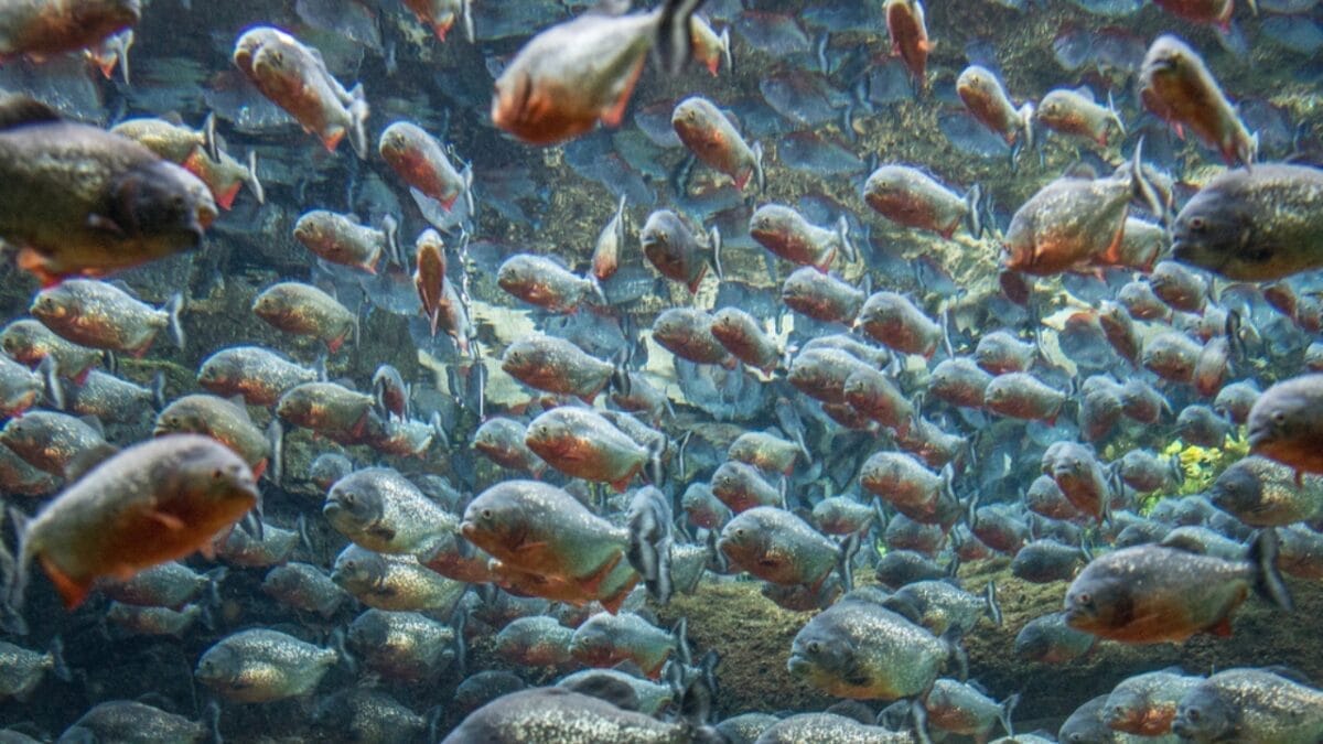 12 Myths & Facts About Piranha's 3 12 Myths & Facts About Piranha's - group of piranhas dp47845155