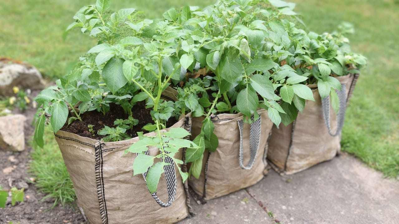 Why Garden Pros Prefer Planting Potatoes in the Fall 4 Why Garden Pros Prefer Planting Potatoes in the Fall - grow potato bag ss1755242189
