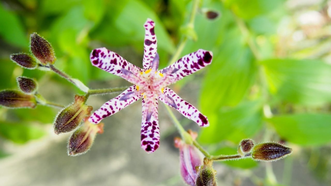 18 Plants Guaranteed to Bring Fall Colors to Your Landscape 15 18 Plants Guaranteed to Bring Fall Colors to Your Landscape - hairy toad lily dp142225436