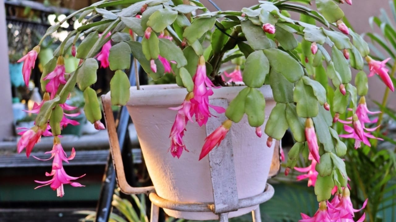 The Secrets to Getting Your Christmas Cactus Blooming—Without the Guesswork 8 The Secrets to Getting Your Christmas Cactus Blooming—Without the Guesswork - hanging christmas cactus ss2343189091