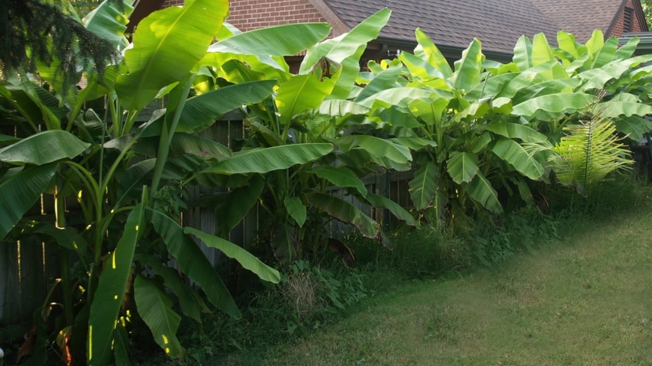 9 Plants That Wait a Lifetime to Bloom Once – And It's Usually Spectacular 8 9 Plants That Wait a Lifetime to Bloom Once – And It's Usually Spectacular - hardy banana ss2040686354