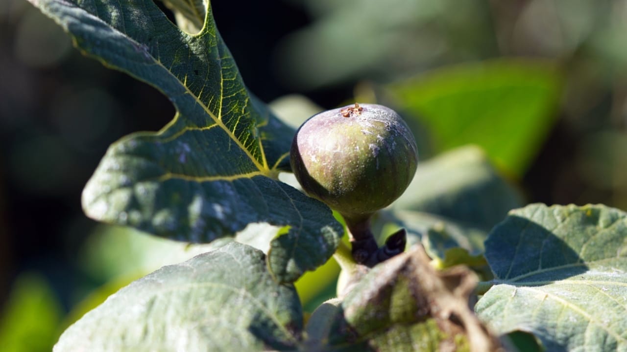 Bring the Tropics to Cold Climates with These 11 Exotic-Looking Plants 9 Bring the Tropics to Cold Climates with These 11 Exotic-Looking Plants - hardy fig tree ss1867430260