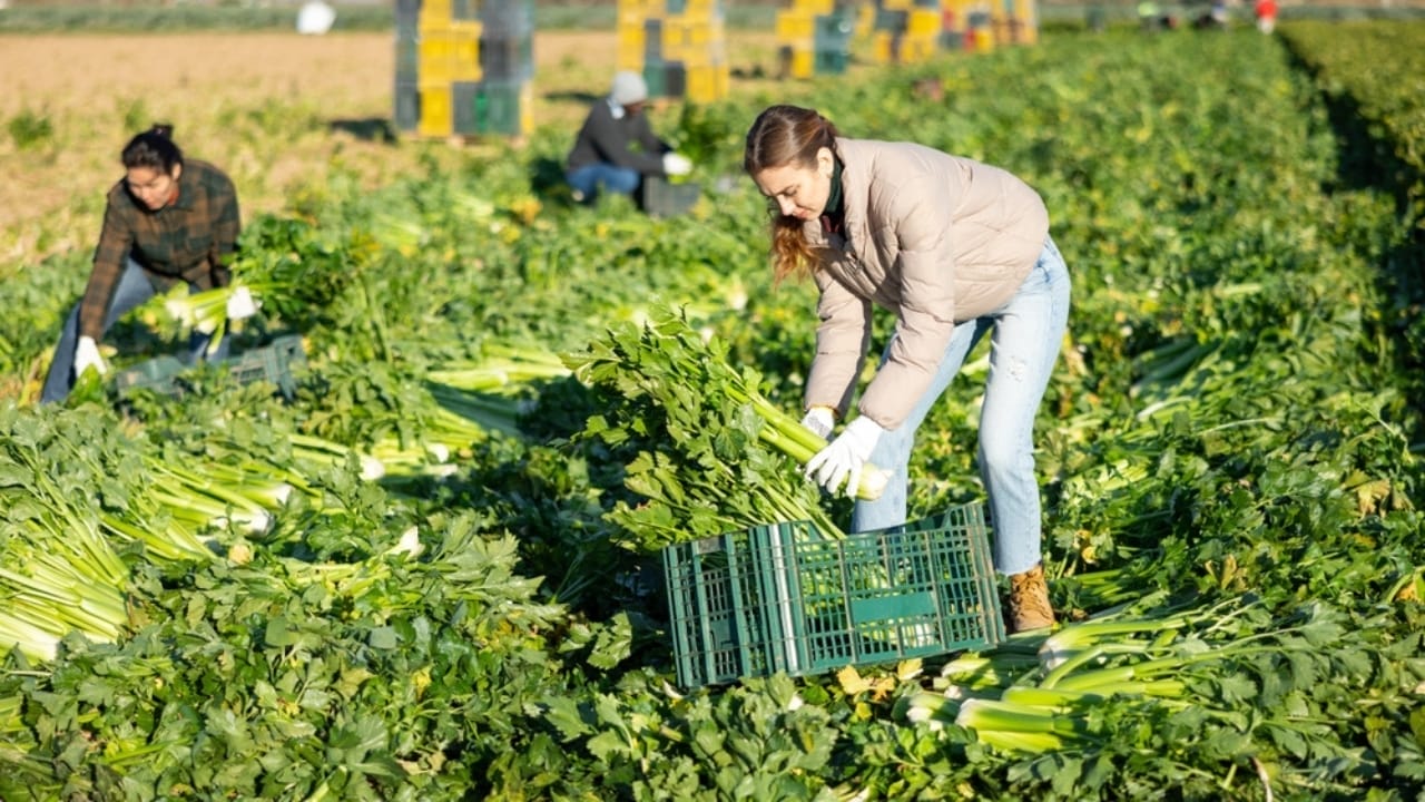 $140K on 1.5 Acres: 10 Strategies for Small Farm Success 11 $140K on 1.5 Acres: 10 Strategies for Small Farm Success - harvesting celery ss2472085717
