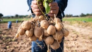 When to Harvest Potatoes for Maximum Yield: Avoid These Common Mistakes 1 When to Harvest Potatoes for Maximum Yield: Avoid These Common Mistakes - harvesting potatoes ss2176088511