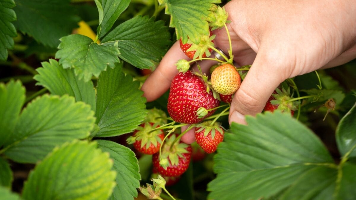 How to Harvest Fresh, Mouthwatering Strawberries in 10 Easy Steps - harvesting strawberry dp575448576