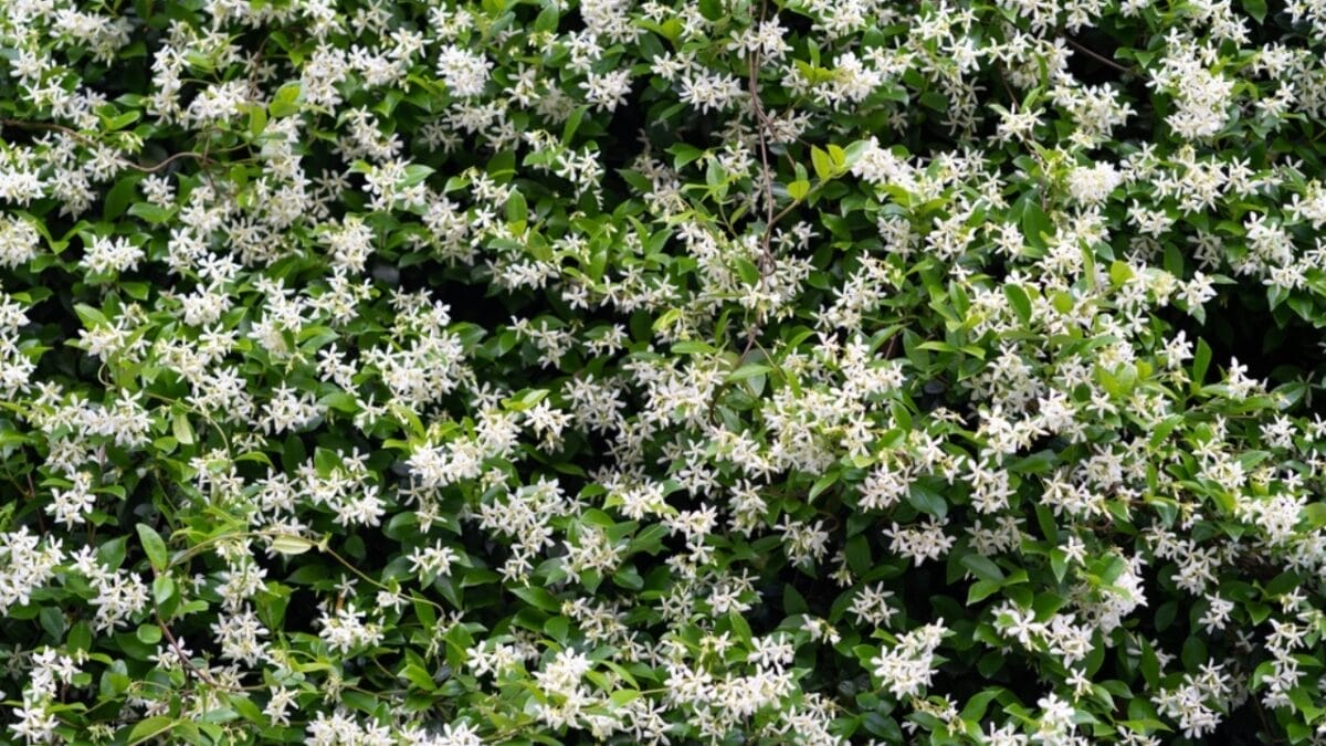 8 Reasons Why Gardeners are Obsessed with Star Jasmine & You Will Be Too 3 8 Reasons Why Gardeners are Obsessed with Star Jasmine & You Will Be Too - heavenly fragrance ss2266886633