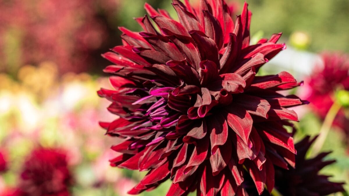 27 Alluring Dark Plants That’ll Make Your Garden Stand Out 13 27 Alluring Dark Plants That’ll Make Your Garden Stand Out - holly hill black beauty ss1879556575