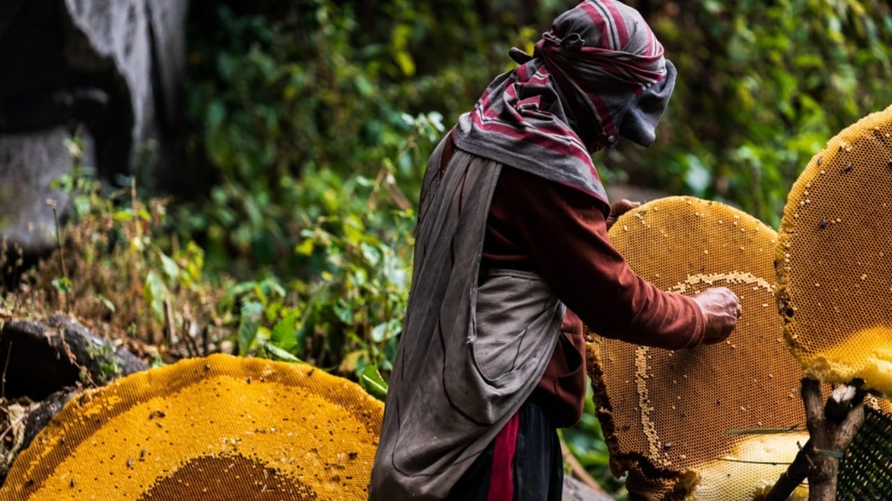The Hallucinogenic Honey That's Banned Around the World - honey collector ss2285381529