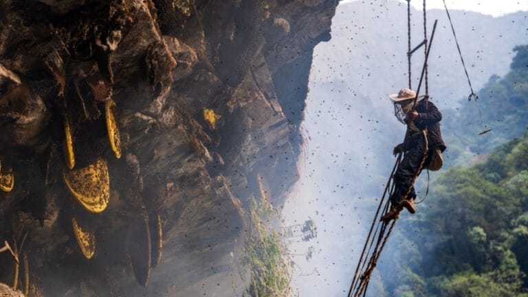 The Hallucinogenic Honey That's Banned Around the World 3 The Hallucinogenic Honey That's Banned Around the World - honey in nepal ss2285186121