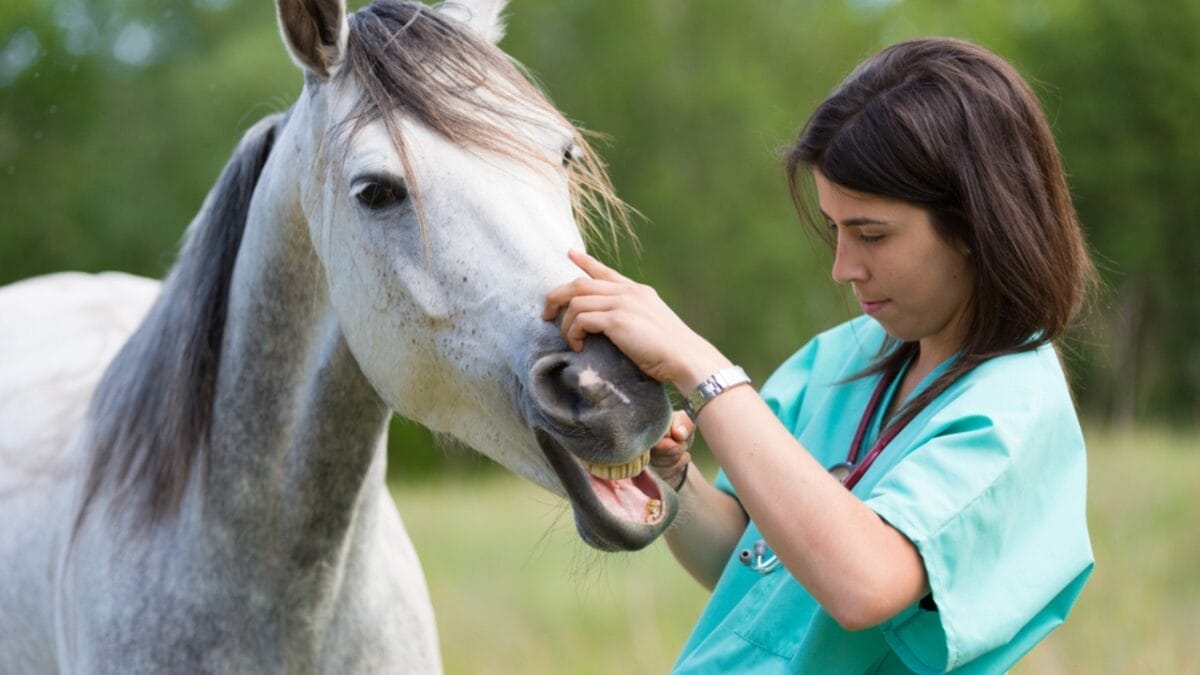Killing Large Non-Native Herbivores: A Conservation Mistake? - horse ss280957238