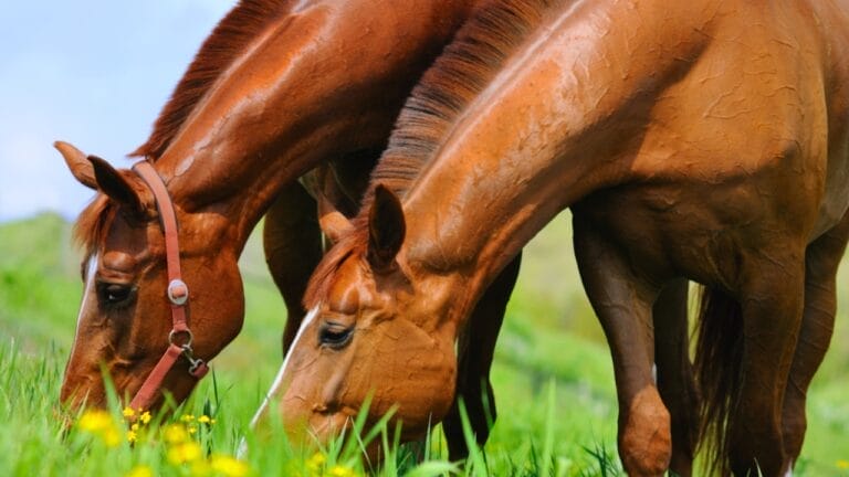 Killing Large Non-Native Herbivores: A Conservation Mistake? - horse ss53045026