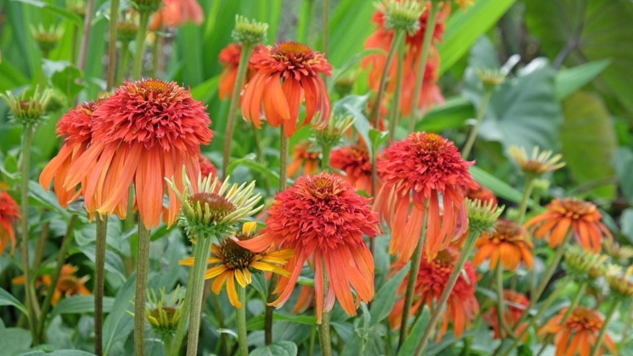 35 Stunning Coneflowers to Brighten Your Garden & How to Keep Them Thriving 10 35 Stunning Coneflowers to Brighten Your Garden & How to Keep Them Thriving - hot papaya echinacea ss2180092893